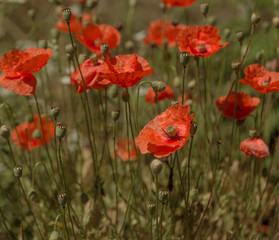 Flowers Red poppies blossom on wild field. Beautiful field red poppies with selective focus. Natural drugs. Glade of red poppies. Lonely poppy. Soft focus blur. Toning. Creative processing