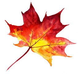 For decoration design. Botanical illustration. Autumn maple leaf with watercolor