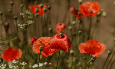 Fototapeta na wymiar Flowers Red poppies blossom on wild field. Beautiful field red poppies with selective focus. Natural drugs. Glade of red poppies. Lonely poppy. Soft focus blur. Toning. Creative processing