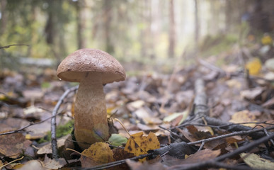 Mushroom in the autumn Forest.