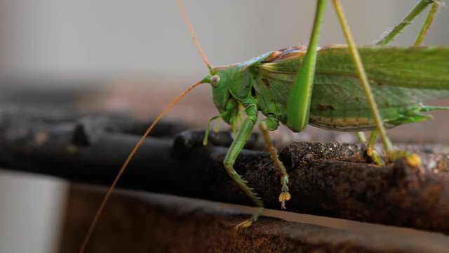 Big green locust male