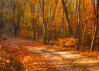 Nice autumnal scene in the forest
