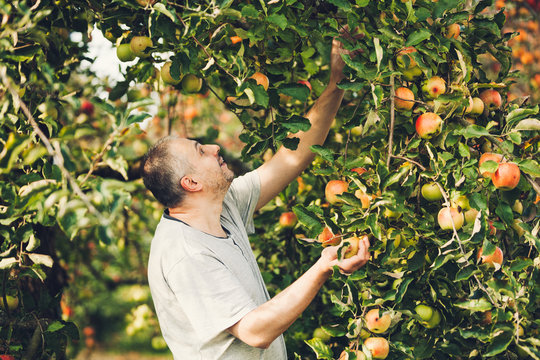 Happy Farmer Man Picking Apples From An Apple Tree In Garden At Harvest Time