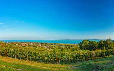 Fototapeta na wymiar Nice vineyard at lake Balaton in autumn