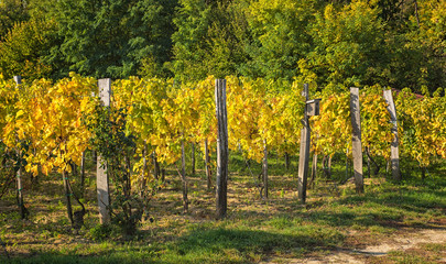 Nice vineyard at lake Balaton in autumn