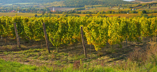 Nice vineyard at lake Balaton in autumn