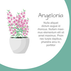 Vector Illustration. Plant in pot. Angelonia flower. Flat style