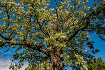 Flowering Acacia tree against the blue sky, rural area.