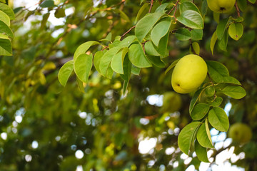 Fresh autumn fruit quince, Fragrant Fall Fruit quince