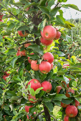 ripe elsta apples on appletree in plantation