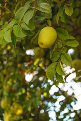 Fresh autumn fruit quince, Fragrant Fall Fruit quince