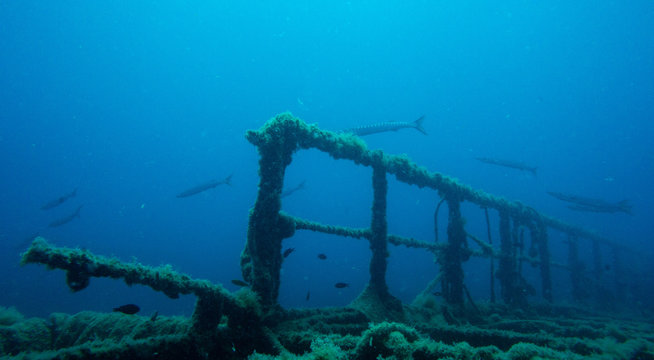 Barracudas en pecio