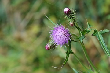 Thistle flowers