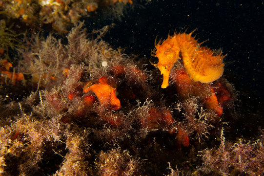 caballito marino amarillo 2
