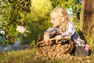  the nuts. harvesting. child helps in the garden.baby picking nuts. girl in the garden