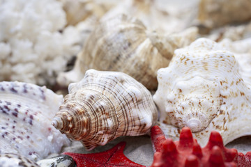 Large seashells and red sea stars on the sand. Summer beach background