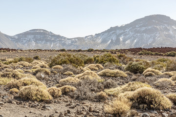 Dry landscape with little vegetation and view of mountains in the background in the Teide National Park, Tenerife