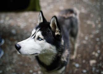 portrait of siberian husky