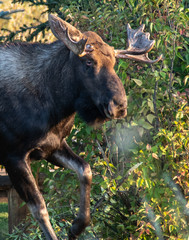 Snorting Moose Ready to Charge