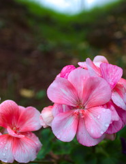 pink flowers