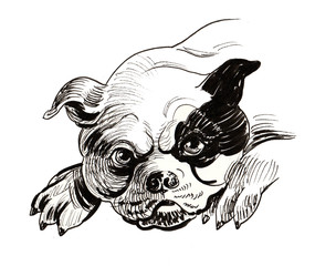 Laying bulldog. Ink black and white illustration