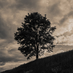 Fototapeta na wymiar Lonely tree on a hill, rural landscape.