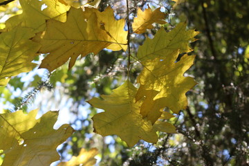 Fototapeta na wymiar Bright yellow leaves look bright against a blue sky