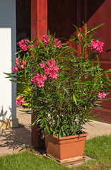 Fototapeta na wymiar Nice oleander in the garden