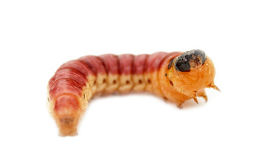 Beetle larva.
