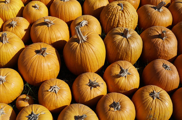 Herbst ist Ernte- und Kürbiszeit