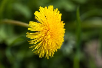 dandelion flower