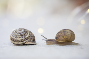 Lumache