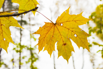 Yellow autumn leaf