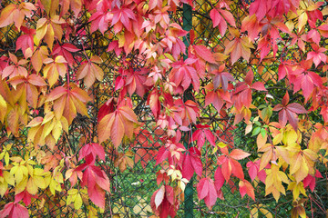 Bright autumn background