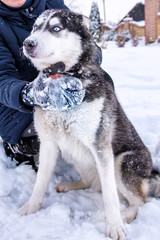 Dog breed Siberian Husky portrait on open snowy terrain.
