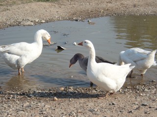 roup of white goose on a farm