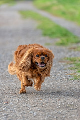 Fototapeta premium Cavalier King Charles Spaniel dog in brown ruby
