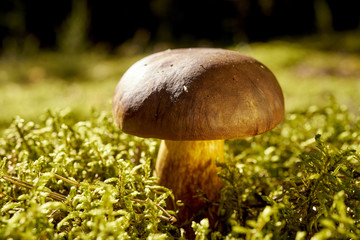 beautiful brown and fresh boletus mushroom growing on green thick moss in autumn forest