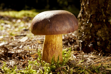 beautiful brown and fresh boletus mushroom growing on green thick moss in autumn forest