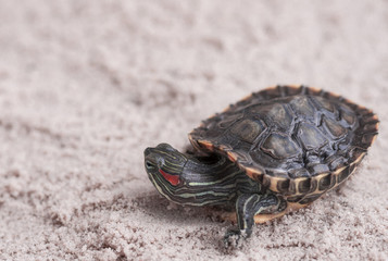 Common Slider, also known as Cumberland Slider Turtle, Red-eared Slider Turtle, Slider (Trachemys scripta) on a sand
