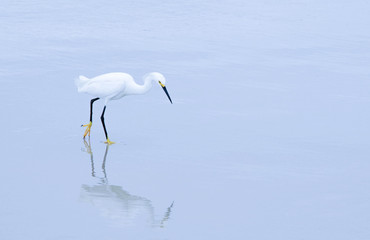 Heron hunting at the edge of the sea