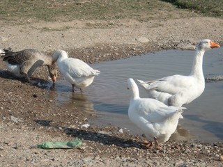 roup of white goose on a farm