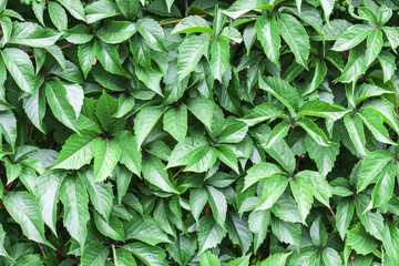 Green leaves wall texture for backdrop design – plant creeping on the wall of an ancient building