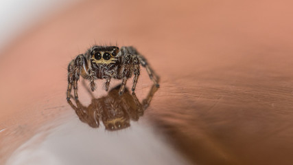 Springspinne auf Tisch