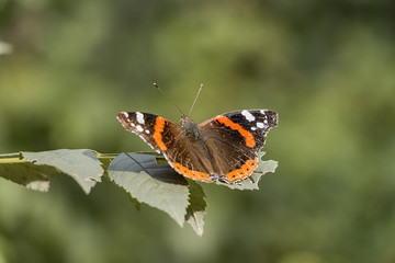 butterfly on the leaves