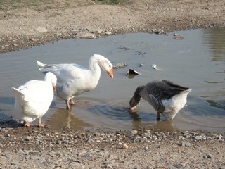 roup of white goose on a farm