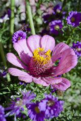 Cuore di fiore