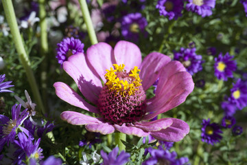 Cuore di fiore