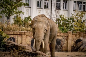 Elefant