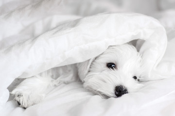 A cute beautiful puppy of a white color lies on a white bed linen. Sleeping white schnauzer dog